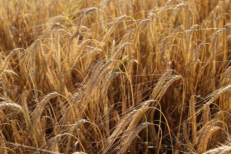 Экспортные пошлины на пшеницу и ячмень снова вырастут с 25 августа